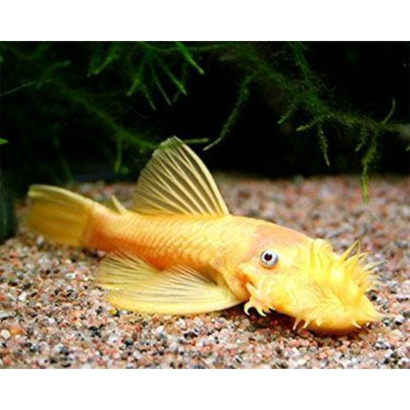 L144 Lemon Blue Eye Shortfin Bristlenose 3cm