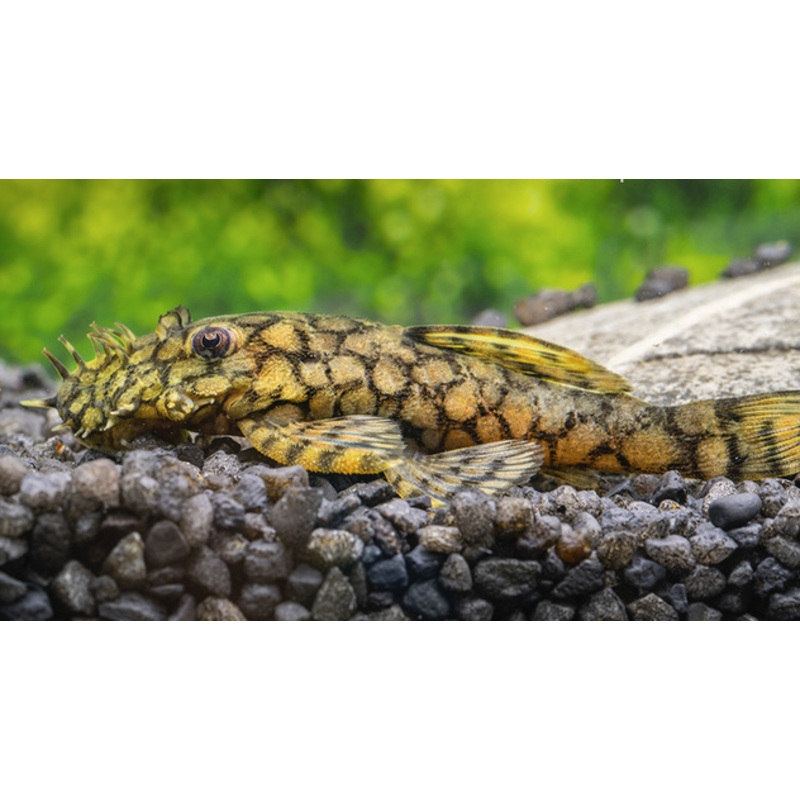 L519 Honeycomb Bristlenose Pleco