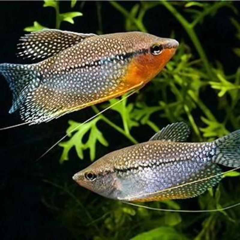 Lace Pearl Gourami 7 Cm