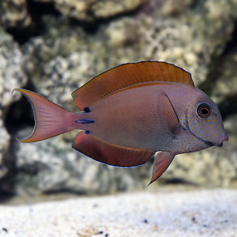 Lavender Tang Medium 7-12cm