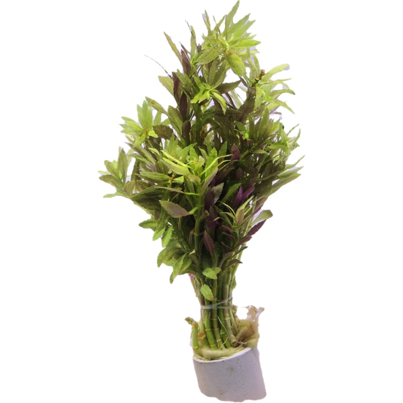 Limnophila aromatica