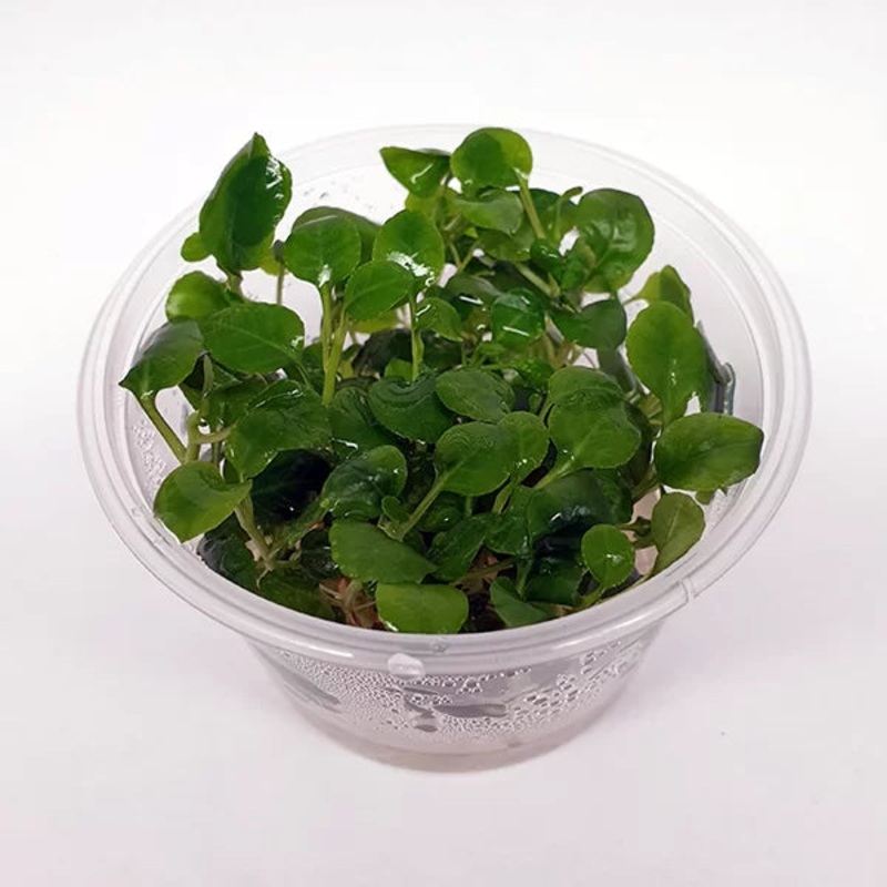 Lobelia cardinalis - Mini - Tissue Culture