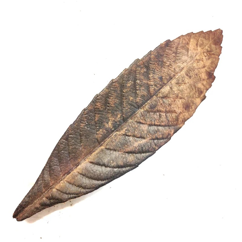 Loquat Leaf Single
