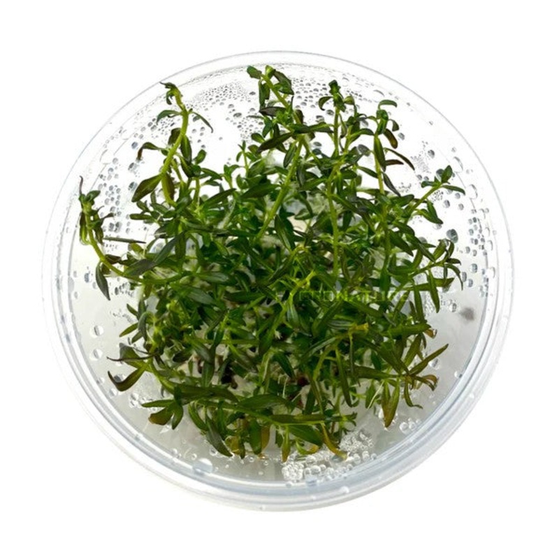 Ludwigia Arcuata - Tissue Culture