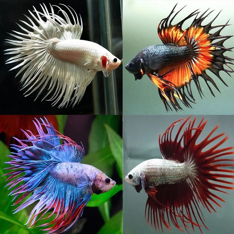 Male Betta Crowntail