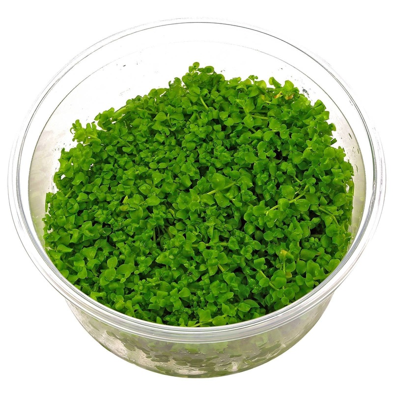 Micranthemum umbrosum - Monte Carlo - Tissue Culture
