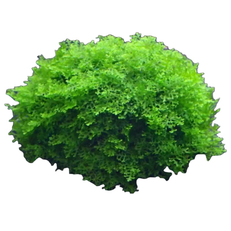 Micro Coral Moss Dome