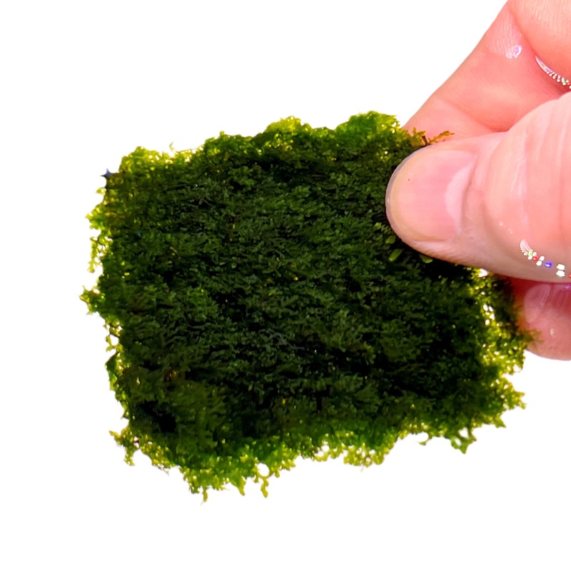 Micro Coral Moss On Mesh