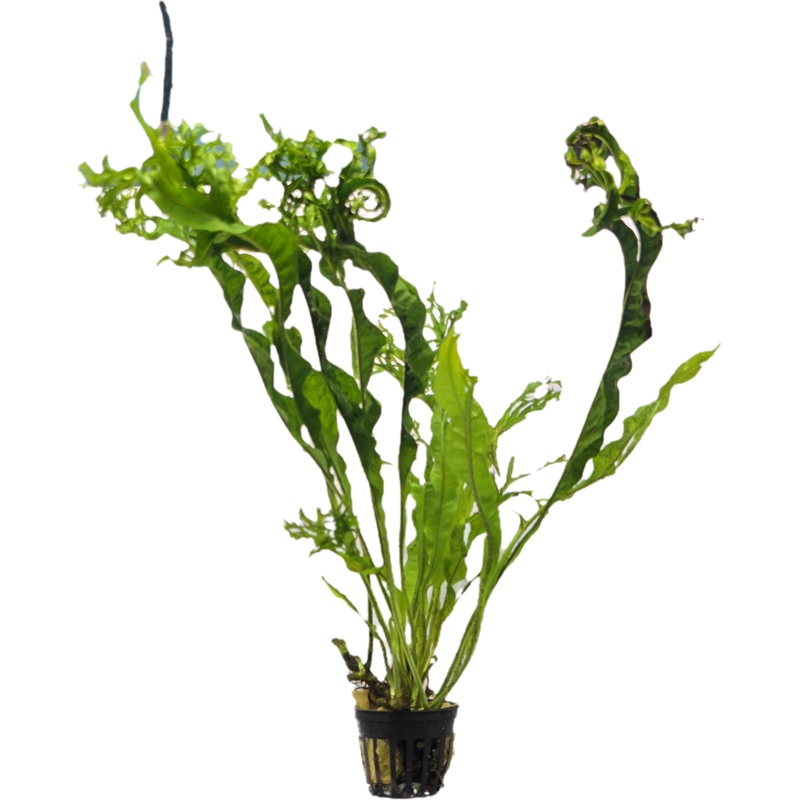 Microsorum pteropus - Crested Java Fern 5cm Pot