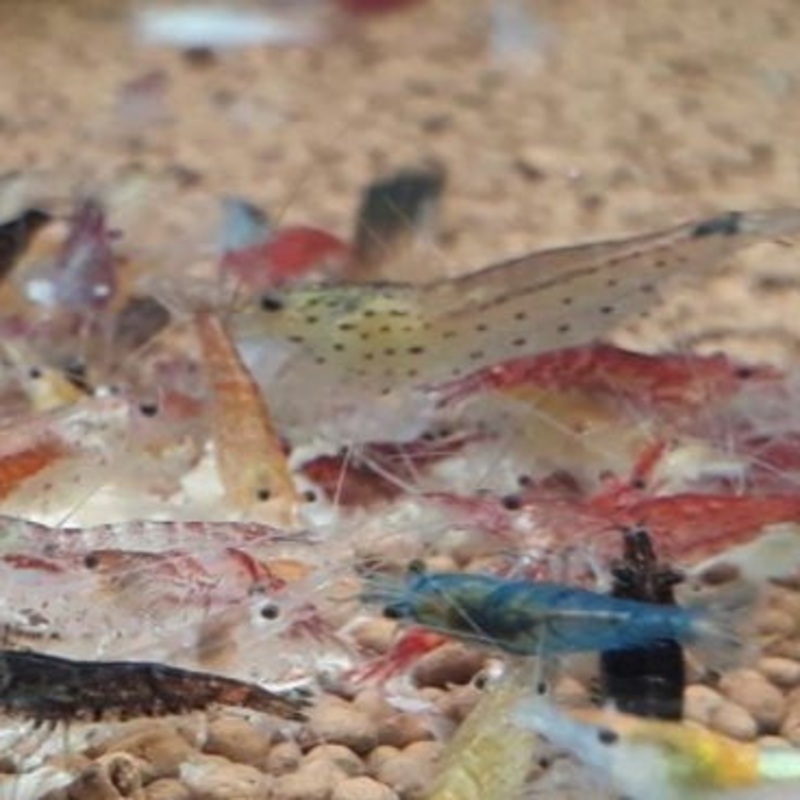 Mixed Cherry Shrimp