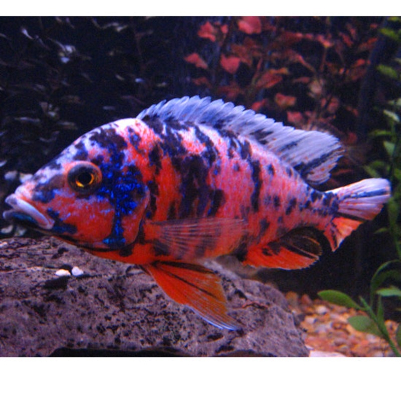 OB Marble Peacock Cichlid 5cm