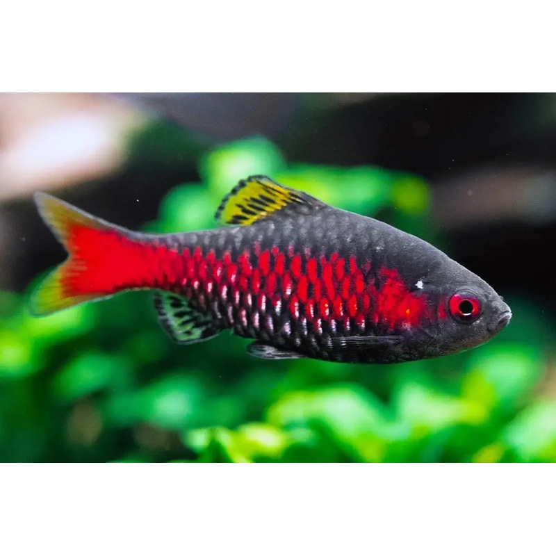 Odessa Barb