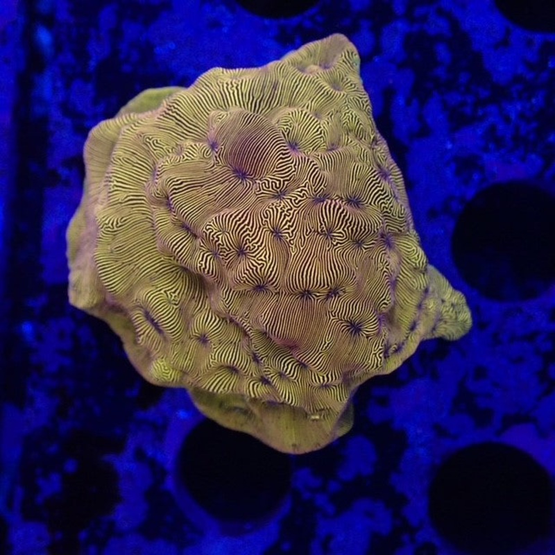 Orange Leptoseris - Frag