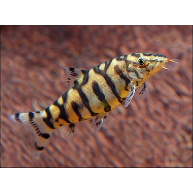 Pakistani Yoyo Loach 5 Cm
