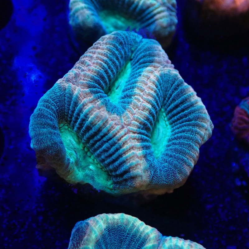 Pearl Favia Frag