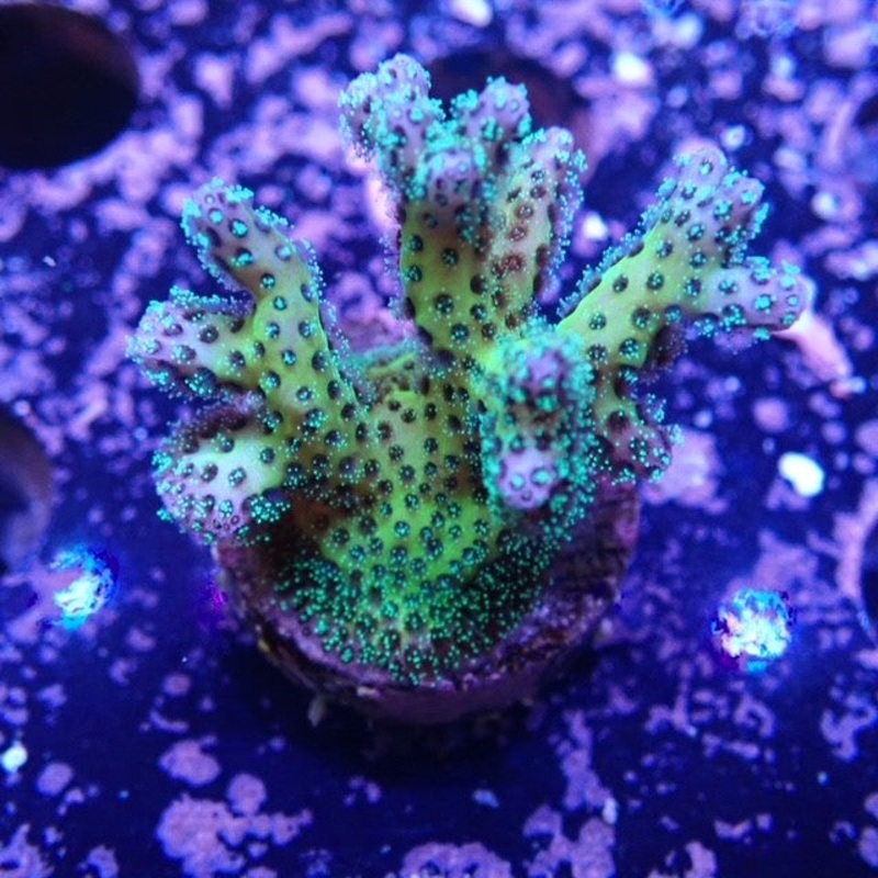 Pocci - Pocillopora Frag