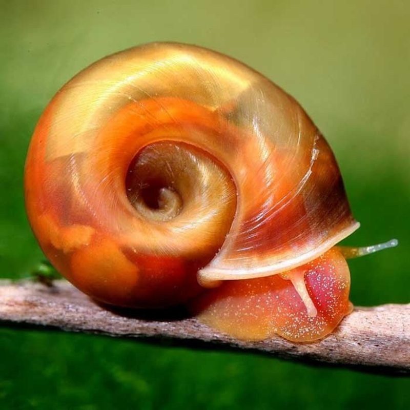 Ramshorn Snails