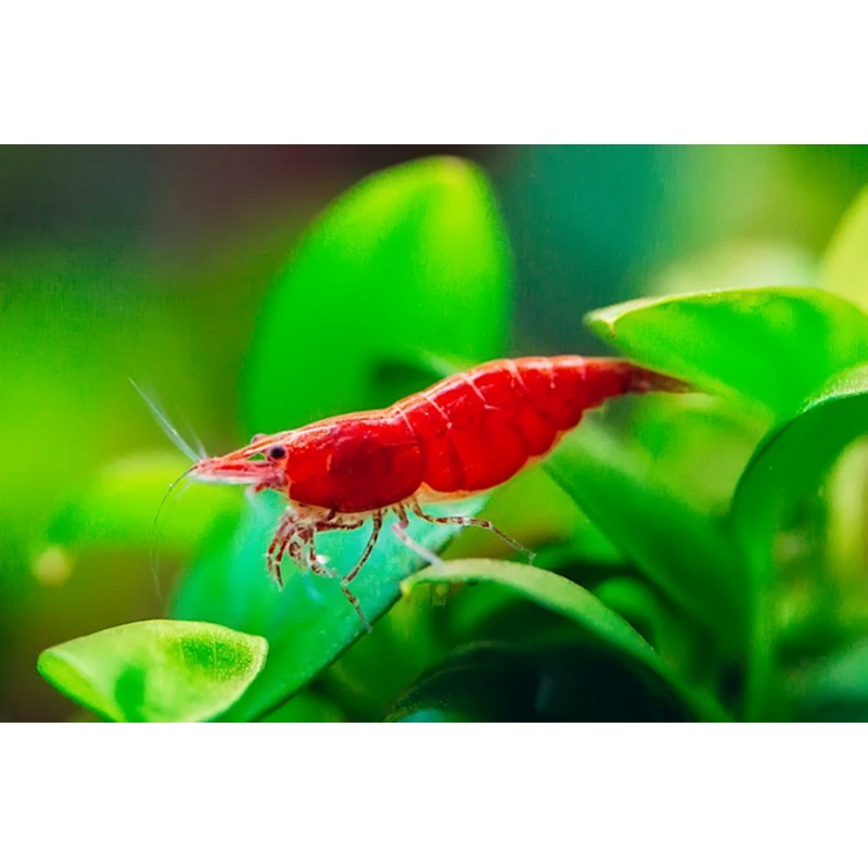 Red Cherry Shrimp