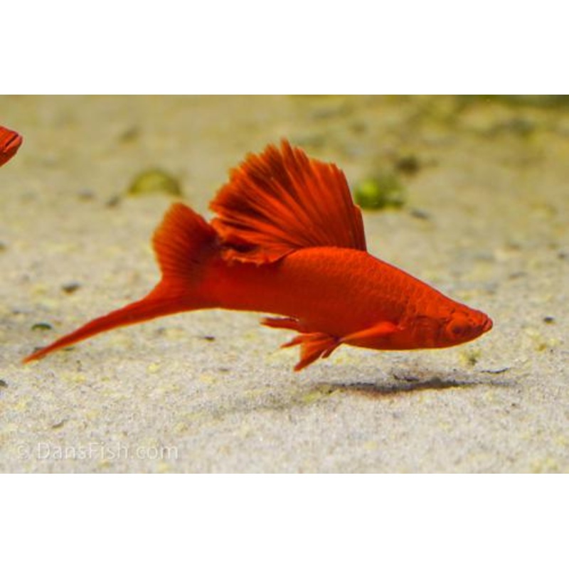 Red Firecracker Swordtail