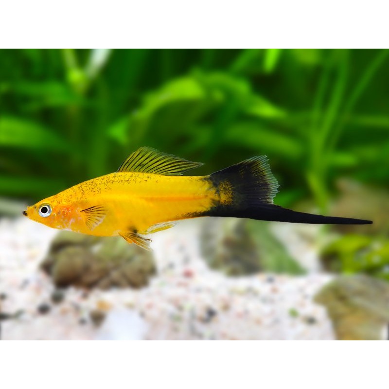 Red Lyretail Swordtail