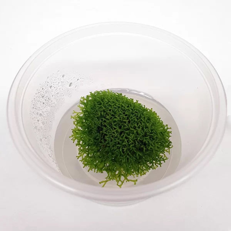 Riccia fluitans - Floating Crystalwort - Tissue Culture