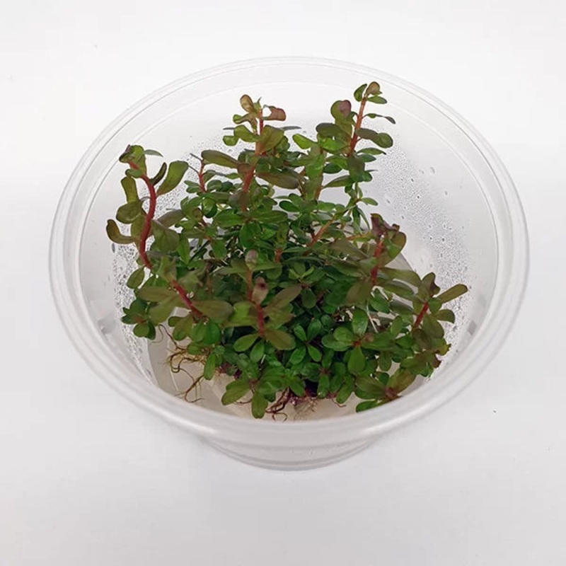 Rotala rotundifolia - Colorata - Tissue Culture