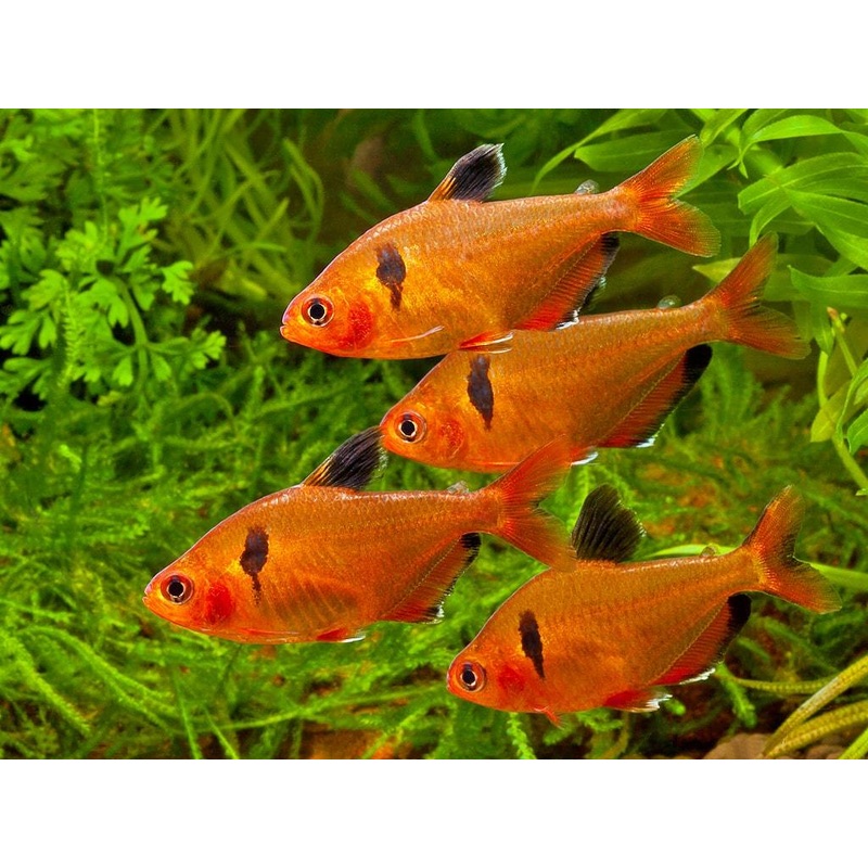 Serpae Tetra