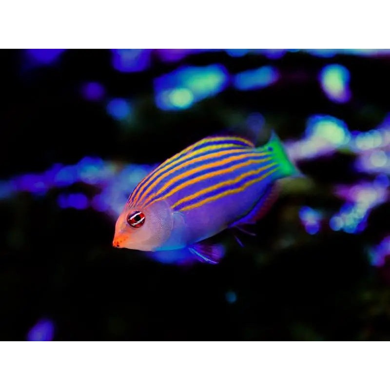 Six Line Wrasse