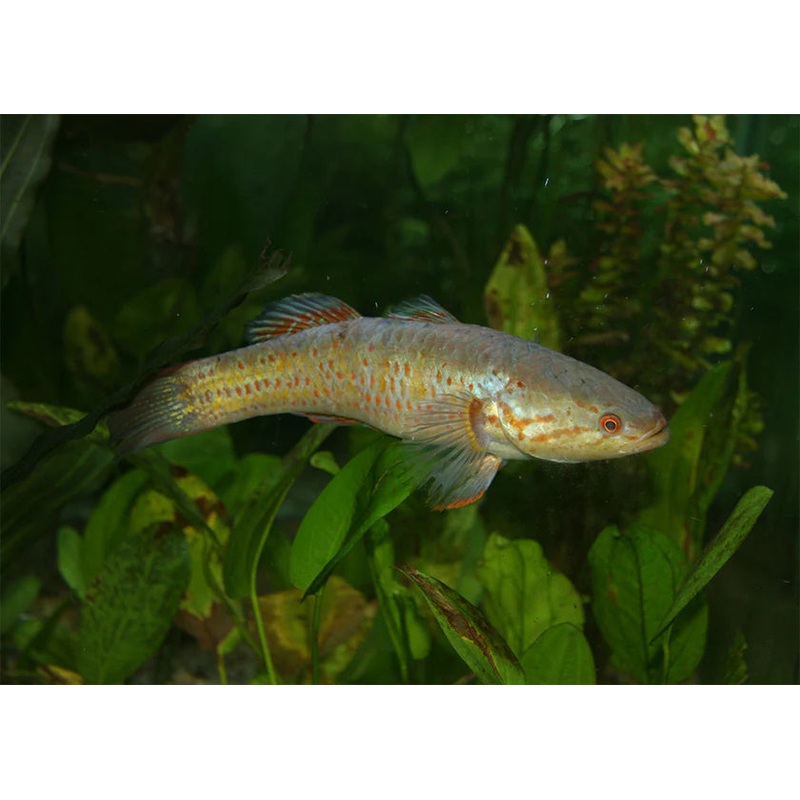 Snakehead Gudgeon 15cm