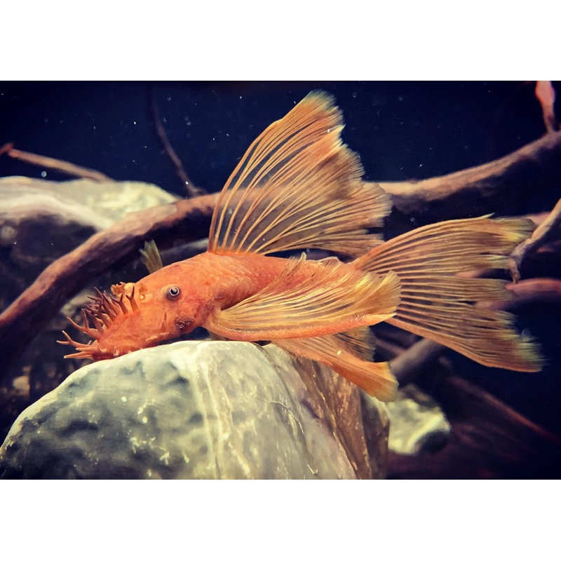 Super Red Longfin Bristlenose Catfish 5cm