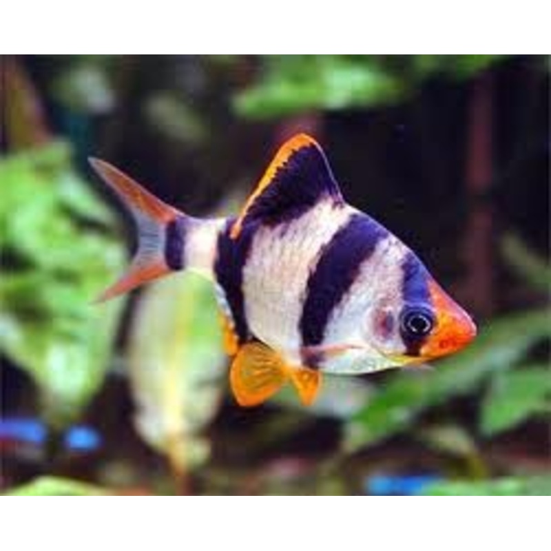 Tiger Barb 4 Cm