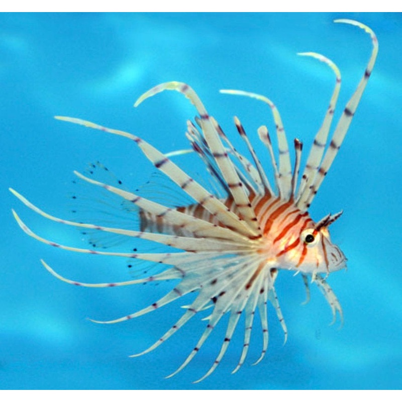 Volitans Lionfish Med 7-12cm