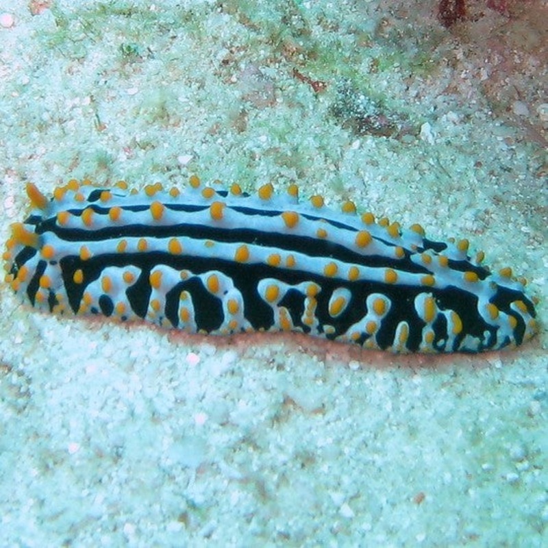 Warty Nudibranch small 4-7cm