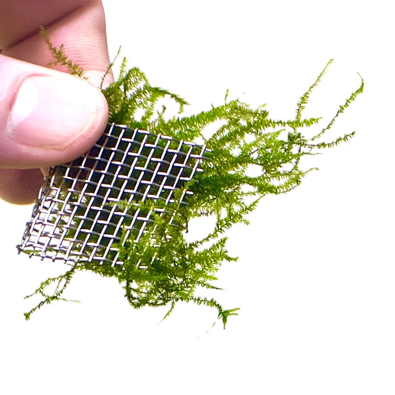 Weeping Moss