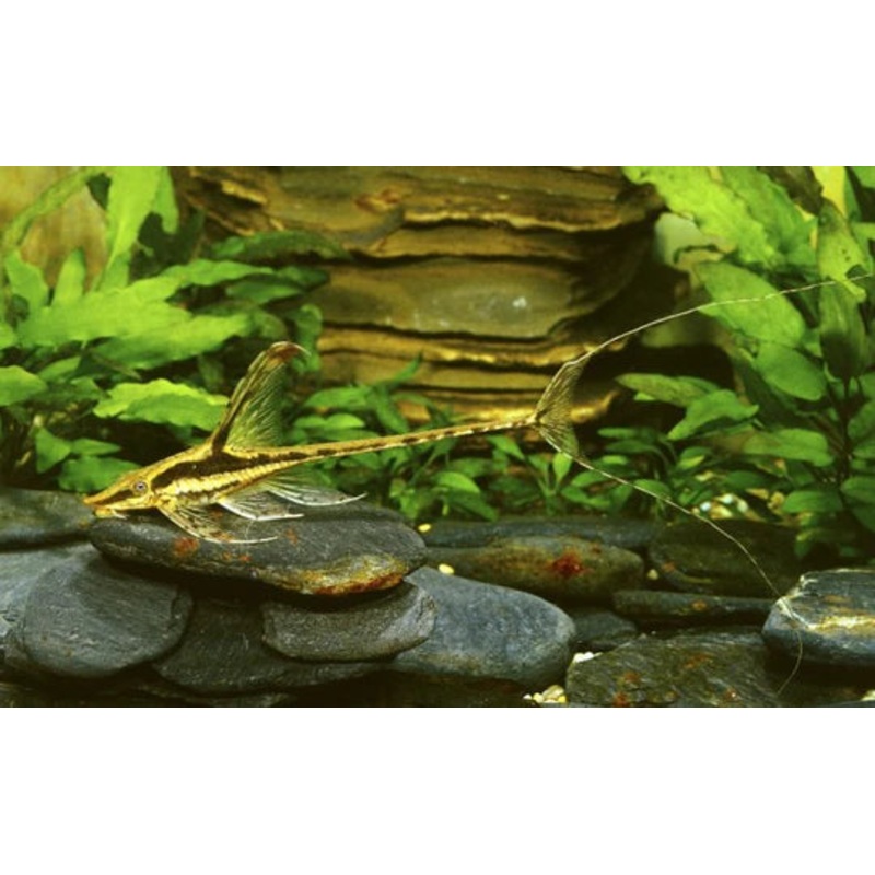 XL Longnose Whiptail Catfish 25cm