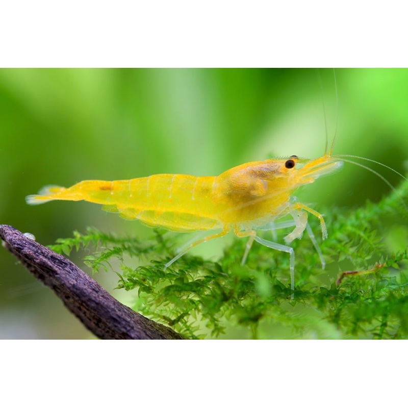 Yellow Cherry Shrimp