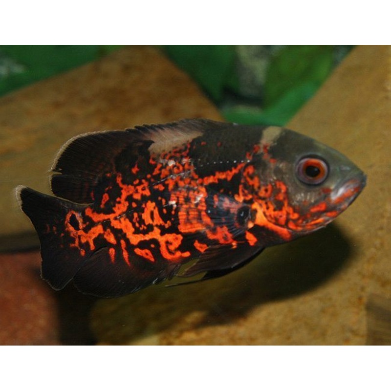 A Grade Black Tiger Oscar 7cm