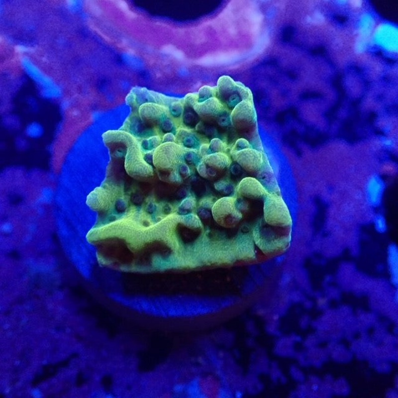 Acid Swirl Montipora Confusa Lime Frag