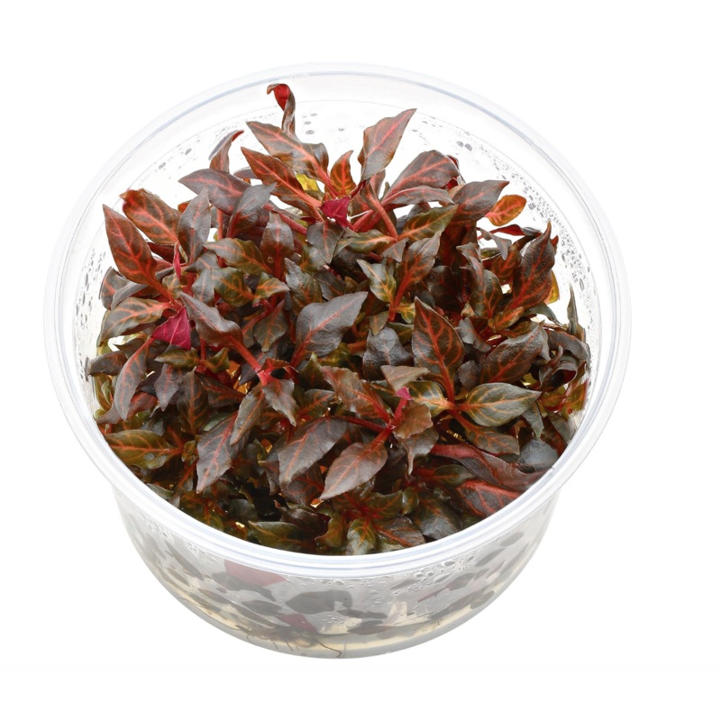 Alternanthera reineckii - Mini - Tissue Culture