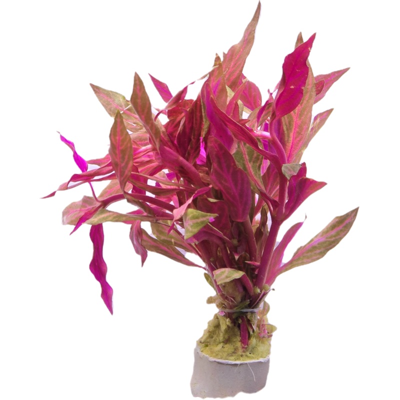 Alternanthera Rosanervig