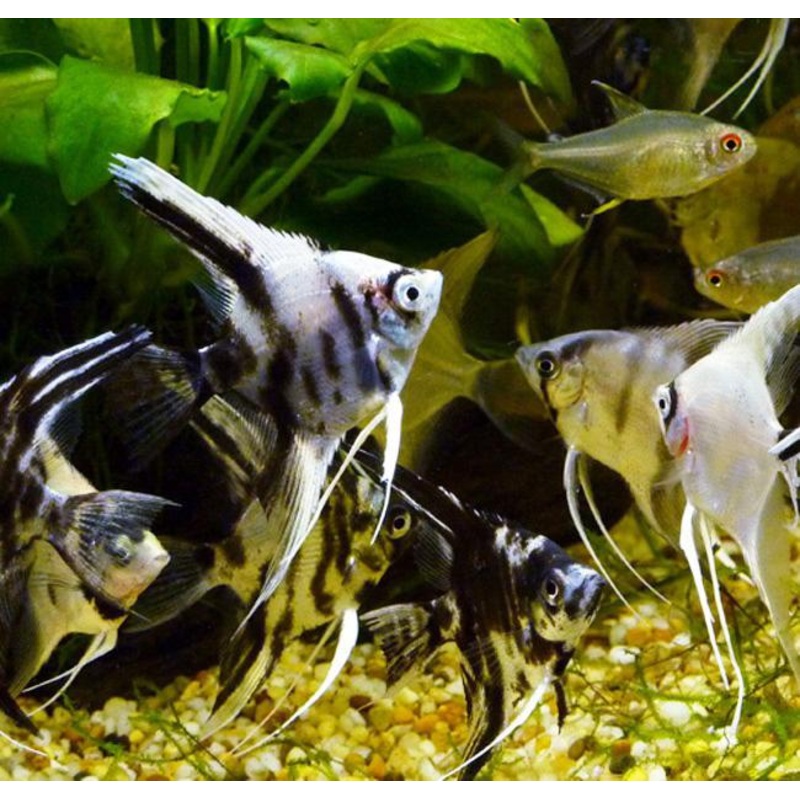 Angelfish Assorted 4cm