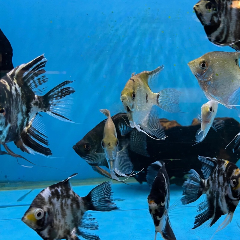 Angelfish Assorted 6cm