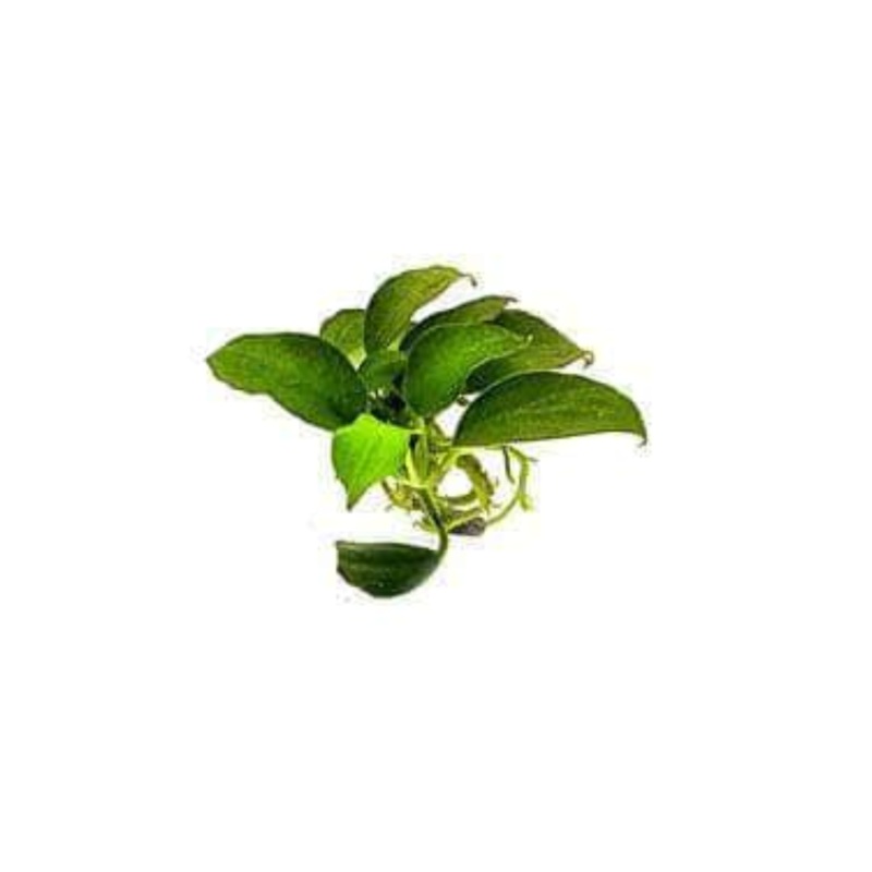 Anubias Assorted - Small