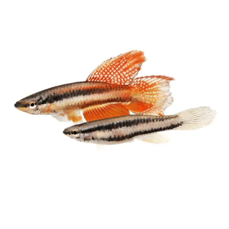 Aphyosemion Bivittatum Lagos Killifish