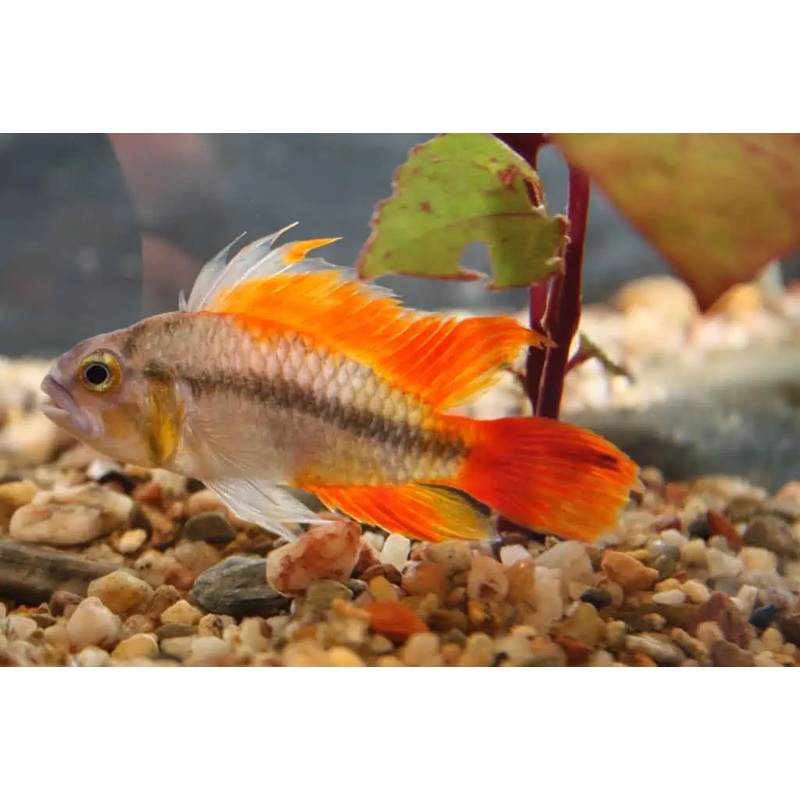 Apistogramma Cacatuoides Mega Orange