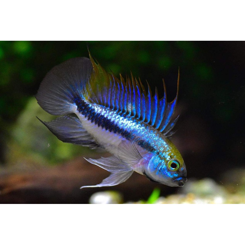 Apistogramma Trifasciata