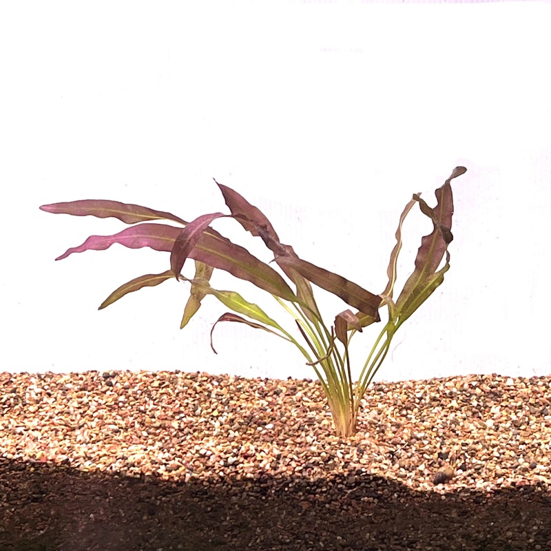 Aponogeton Crispus (Red)
