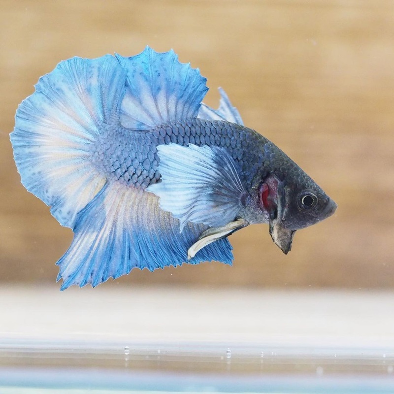 Assorted Male Betta HMPK