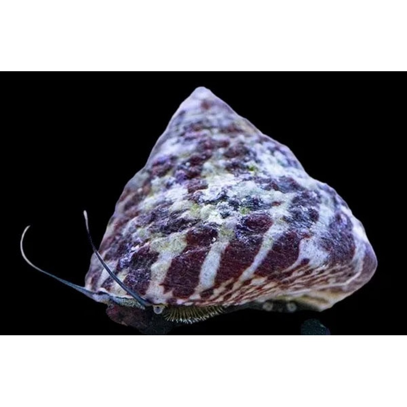 Astrea Snail