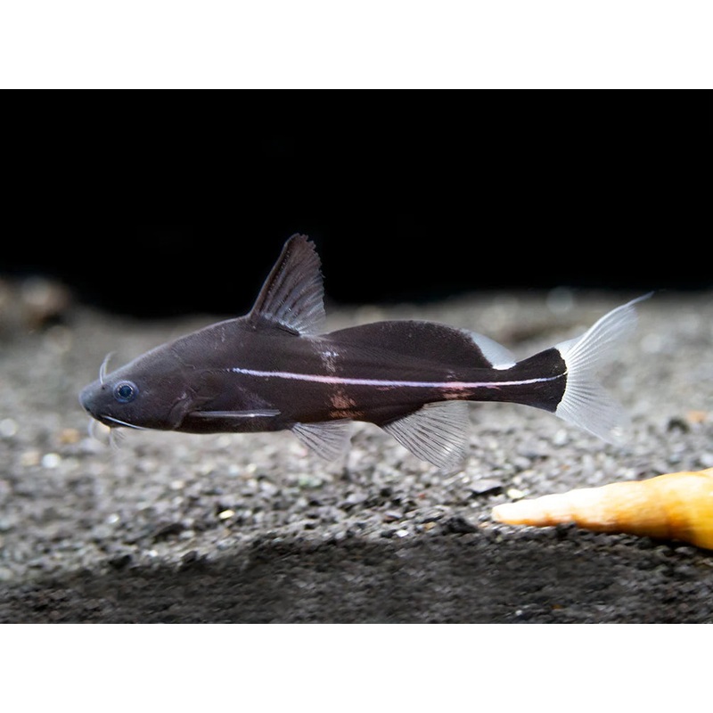 Black Lancer Catfish 5cm